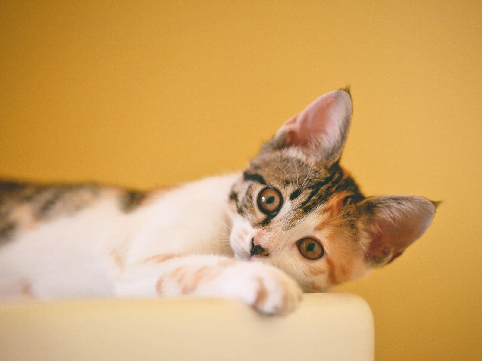 The same photo of a kitten, shown as a newborn sees it beside how an adult sees it